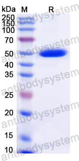 Recombinant Dog CD134/TNFRSF4/OX40 Protein, C-Fc