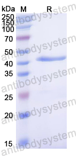 Recombinant Dog GRIN1/NMDAR1 Protein, N-His & C-strep