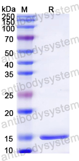 Recombinant Dog CD47/MER6 Protein, N-His