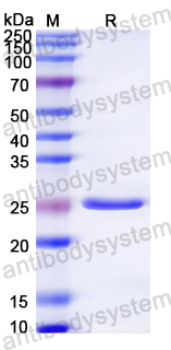 Recombinant Dog CD150/SLAMF1 Protein, N-His