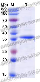 Recombinant Dog IFNA3/IFN-alpha-3 Protein, N-Trx-His