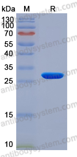 Recombinant Rat CD284/TLR4 Protein, N-His