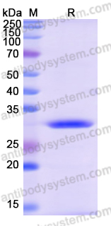 Recombinant Rat NGF/Beta-NGF Protein, N-His