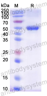 Recombinant Rat ALPL Protein, N-His