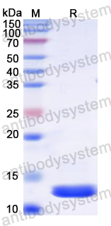 Recombinant Rat PHB Protein, N-His