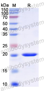 Recombinant Rat NSF Protein, N-His