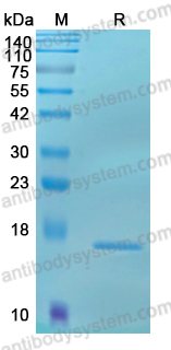 Recombinant Rat TPSAB1/Tryptase-1 Protein, N-His