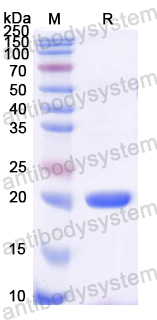 Recombinant Rat Mbl1 Protein, N-His
