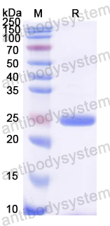 Recombinant Rat FGF15 Protein, N-His