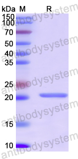 Recombinant SARS-CoV-2 E Protein, N-His-SUMO