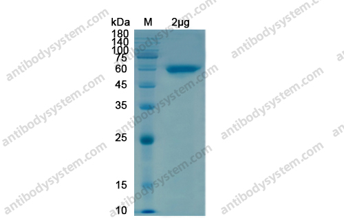 Recombinant SARS-CoV-2 NSP12/RdRp Protein, N-GST