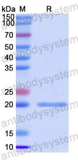 Recombinant HAdV-5 E1B-55K/E1B-495R Protein, N-His-SUMO