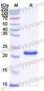 Recombinant HAdV-5 E1B-55K/E1B-495R Protein, N-His