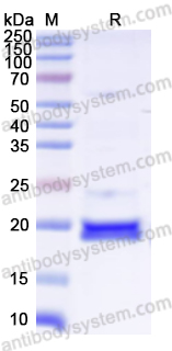 Recombinant ASFV Polyprotein pp62/Ba71V-94/ASFV-p15 Protein, N-His