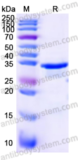 Recombinant ASFV Polyprotein pp62/Ba71V-94/ASFV-p35 Protein, N-His