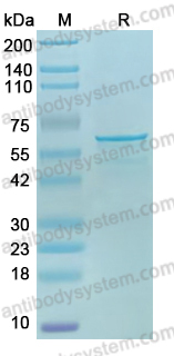 Recombinant Influenza B virus (Flu B) NP/Nucleoprotein Protein, N-His