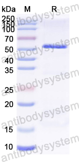 Recombinant REBOV GP1 Protein, N-His