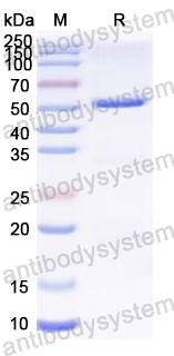 Recombinant TAFV GP1 Protein, N-His