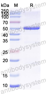 Recombinant RABV G/Glycoprotein Protein, N-His