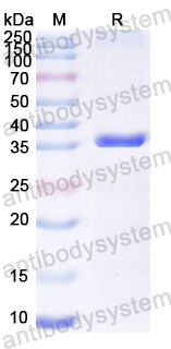 Recombinant HSV-1/HHV-1 gG/US4 Protein, N-GST