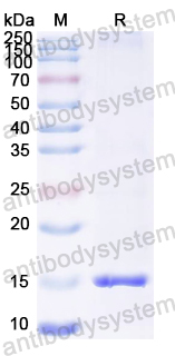 Recombinant ASFV EP153R Protein, N-His