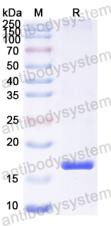 Recombinant ASFV EP402R Protein, N-His