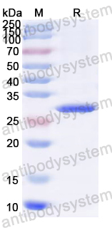 Recombinant ASFV A224L Protein, N-His