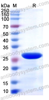 Recombinant ASFV p72/B646L Protein, N-His