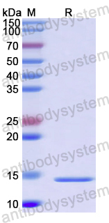 Recombinant SPPV ORF140 Protein, C-His