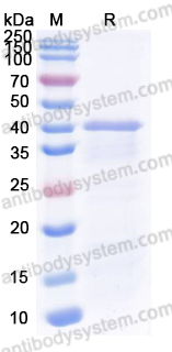 Recombinant SLEV NS1/Non-structural protein 1 Protein, N-His