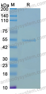 Recombinant EBV/HHV-4 LMP1/BNLF1 Protein, N-GST & C-His