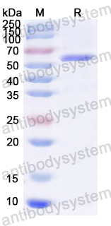 Recombinant HCV NS1/gp68/gp70/Envelope glycoprotein E2 Protein, N-GST