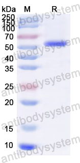 Recombinant HPV16 L1/Major capsid protein L1 Protein, C-His