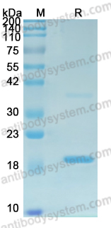 Recombinant HPV16 E6/Protein E6 Protein