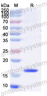 Recombinant ASFV 9GL/pB119L/P14 Protein, N-His