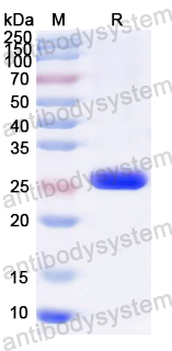 Recombinant ASFV I9R Protein, N-His-SUMO