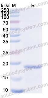 Recombinant ASFV I177L Protein, N-His