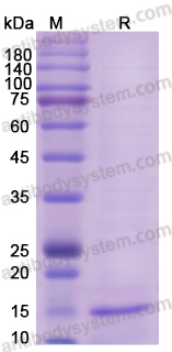 Recombinant HBcAg/HBV Capsid Protein, C-His