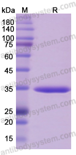 Recombinant HBcAg/HBV Capsid Protein, N-His-SUMO