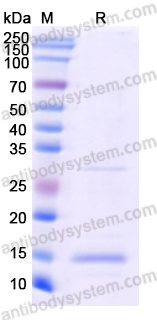 Recombinant Monkeypox virus/MPXV A33R Protein, N-His