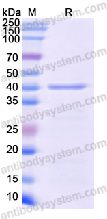 Recombinant Monkeypox virus/MPXV C19L Protein, N-His