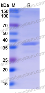 Recombinant Monkeypox virus/MPXV A44R Protein, N-GST & C-His