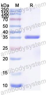 Recombinant MPXV H3L Protein, N-His