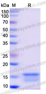 Recombinant Monkeypox virus/MPXV A35R Protein, N-His