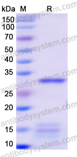 Recombinant Monkeypox virus/MPXV E8L Protein, N-His
