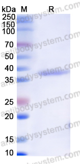 Recombinant Monkeypox virus/MPXV B6R/SL-159 Protein, N-His