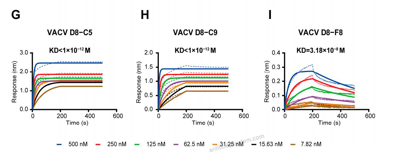 Bioactivity for Recombinant VACV D8L Protein, N-His ?>