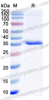 Recombinant VACV A33R Protein, N-GST & C-His
