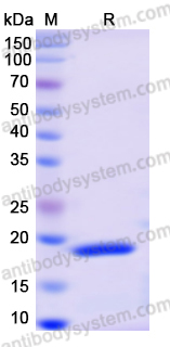 Recombinant Monkeypox virus/MPXV F3L Protein, N-His