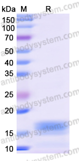 Recombinant Monkeypox virus/MPXV L1R Protein, N-His